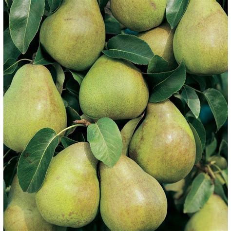 lowes pear tree